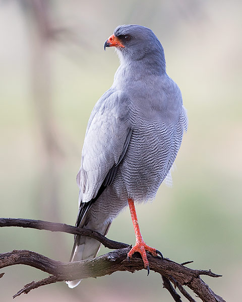 Pale Chanting Goshawk